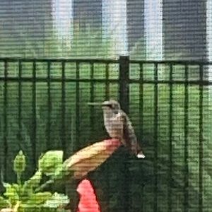 Meet your Posher, Lola